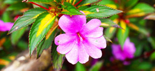 在线手机号轰炸