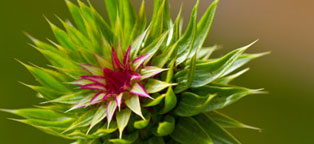 网页版手机号攻击